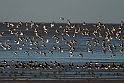 Oystercatcher - J